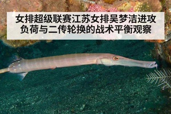 女排超级联赛江苏女排吴梦洁进攻负荷与二传轮换的战术平衡观察